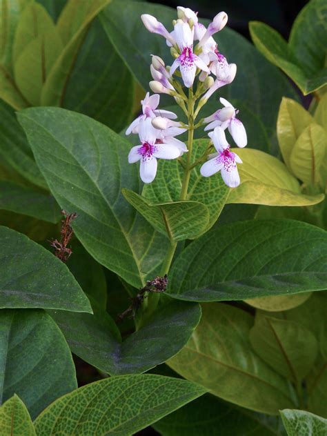 Pseuderanthemum Carruthersii Carl Lewis Flickr