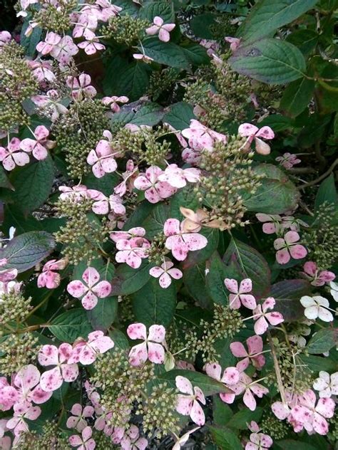 Late Summer Blooms | Hydrangea Derby