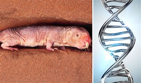 Naked Mole Rat Discovery Superhuman Creatures Could Hold Key To Eternal Human Life Science