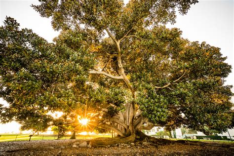 New Day | Moreton Bay Fig Tree, Balboa Park | Stephen Bay Photography