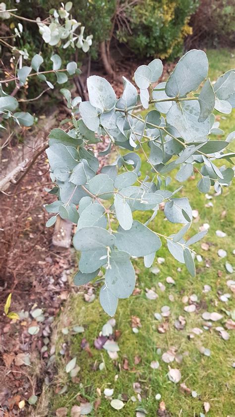 Identify shrubs — BBC Gardeners' World Magazine