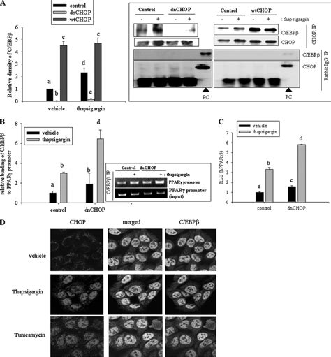 Regulation Of Ppar Expression By Er Stress Triggered Chop With C Ebp