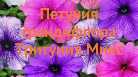 Петуния грандифлора Тритуния Микс (trituniya miks) 🌿 обзор: как сажать ...
