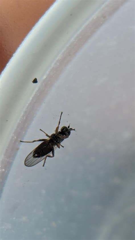 Hymenoptera? : r/insectidentification