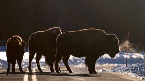 Petition · Don't Kill the Buffalo in Yellowstone - Yellowstone National Park, United States ...