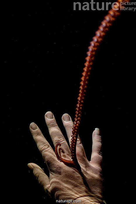 Stock Photo Of Giant Pacific Octopus Enteroctopus Dofleini Named