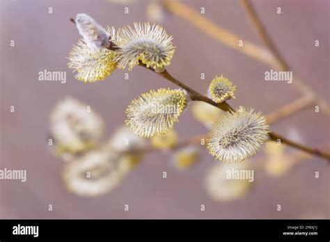 Beautiful Pussy Willow Buds Flowers And Branches Seasonal Forest Blooming Spring Vegetation