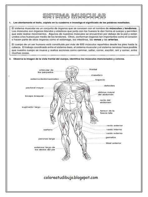 Actividad Del Sistema Muscular Para Colorear Y Pintar Colorea Tus Dibujos