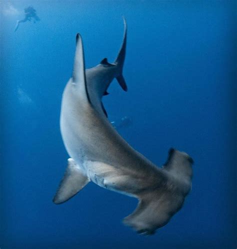 A Shark Swimming In The Ocean With Its Mouth Open