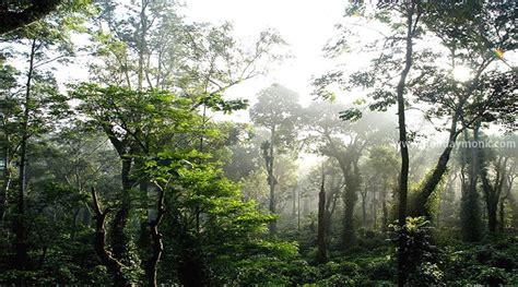 Coorg Coffee Plantation Stay - Coorg Stays - Resorts and Homestays