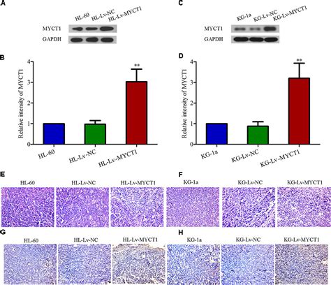 Frontiers Overexpression Of MYCT1 Inhibits Proliferation And Induces