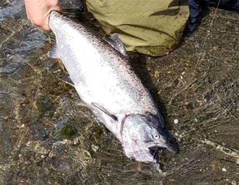 Skagit River Fishing Reports | Fishing News | Fishing Info | Regulations