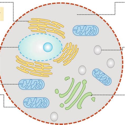 Redox Status Of Different Cellular Compartments Based On The Redox