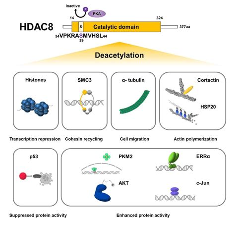 Schematic Representation Of Histone And Non Histone Substrates Of