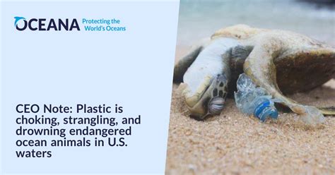 CEO Note: Plastic is choking, strangling, and drowning endangered ocean ...