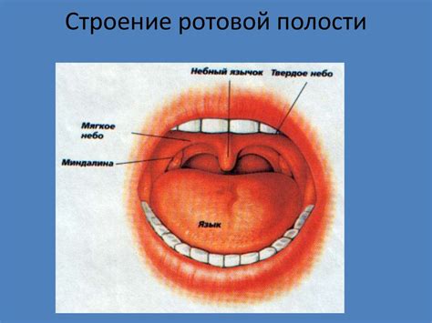 Пищеварение в ротовой полости - презентация онлайн