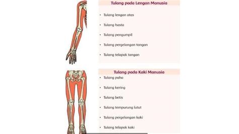 Macam Macam Tulang Pada Tubuh Manusia Beserta Fungsinya Simak