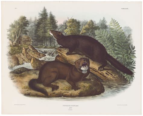 Audubon Bowen Ed Pl Mink Quadruped Imperial Bowen Edition