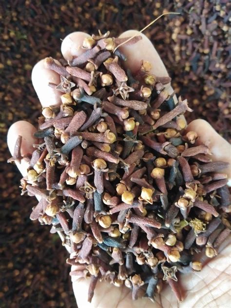 Brown Whole Kerala Idukki Dried Clove At Rs Kg In Kochi Id