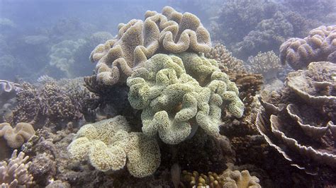 BBC World Service The Inquiry Can Coral Reefs Survive