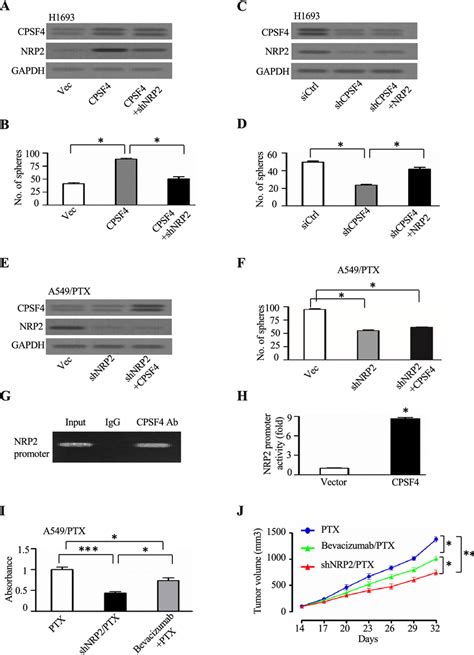 Cpsf Enhances Tics Phenotype By Promoting Nrp Expression A Protein