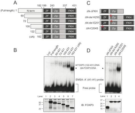 A Schematic Representation Of N Terminally Truncated Foxp3 Proteins