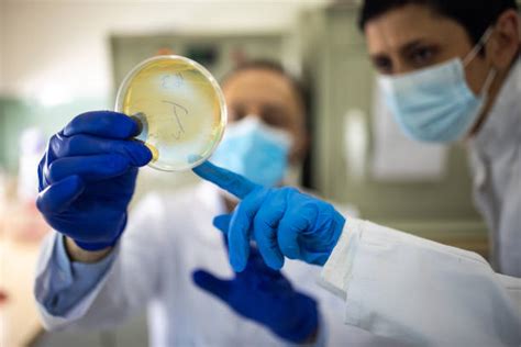 O Que É Microbiologista - Microbiologista Fotos Banco de Imagens e Fotos de Stock - iStock