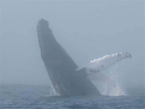 Whale breaching! Nova Scotia | Whale watching season, Whale, Whale watching