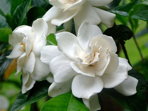 ¿Cuáles son los cuidados de la gardenia?