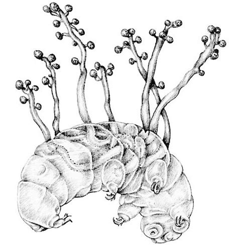 On Twitter Ballocephala Sphaerospora Es Una Especie De Hongo