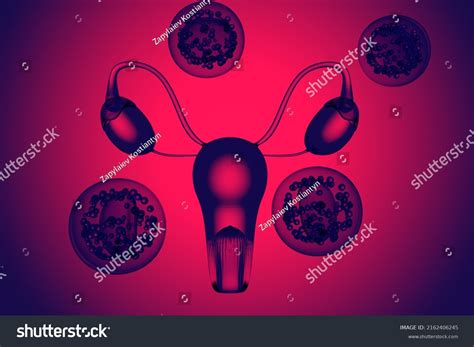 Womens Health Gynecology Concept Female Internal Stock Illustration