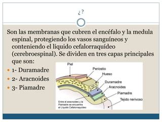 Meninges Ppt