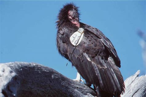 Free picture: preening, california, condor