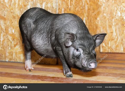 Vietnamese Pot Bellied Pig Cute Little Black Piglet Pig Breeding