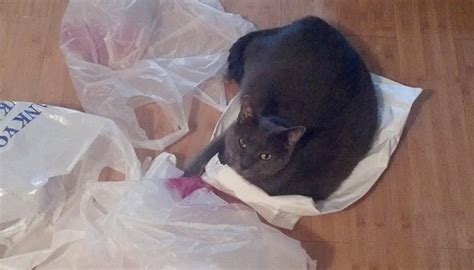 Hoarder Cats That Need A Serious Intervention 21 Pics