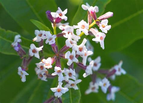 Lemon Verbena Facts And Health Benefits