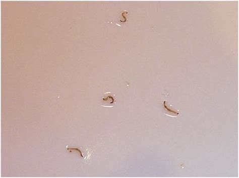 Entomology Species Identification Waterborne Larvae Texas Usa