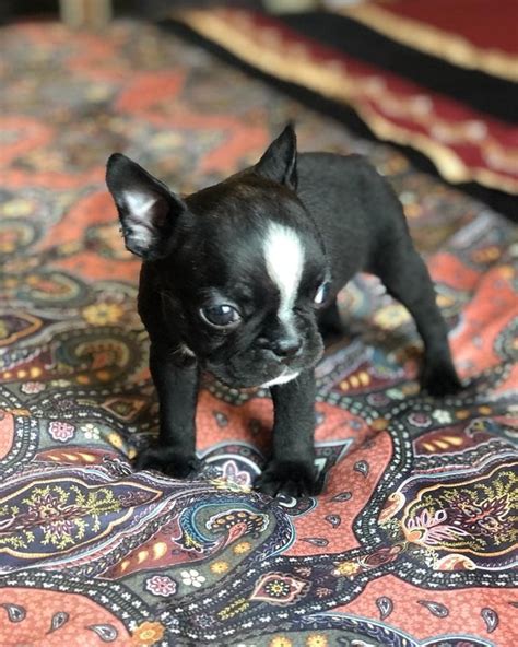 2 Gorgeous Male Frenchies 8 Weeks Old