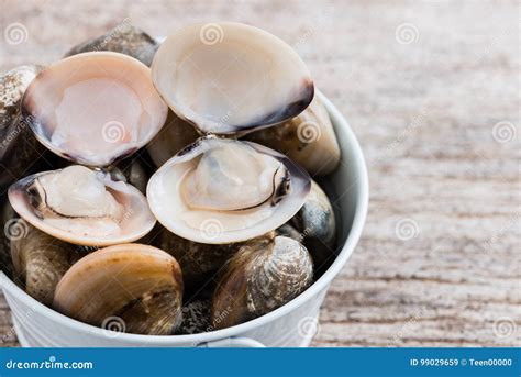 Fresh Enamel Venus Shell Edible Saltwater Clams Stock Image Image Of