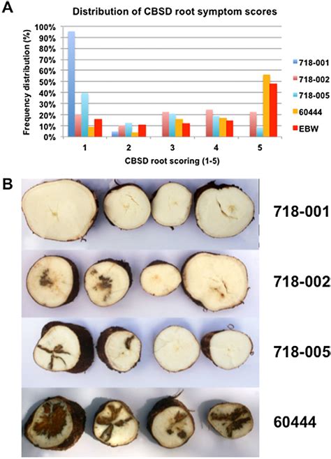 Cassava Brown Streak Disease Cbsd Symptom Distribution In Roots From