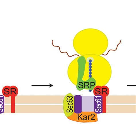 Co Translational Targeting Of Mrna To The Er Is Mediated By Srp Srp