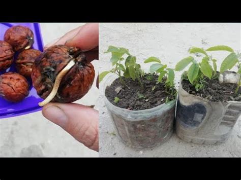 How To Grow Walnut Tree From Seed At Home Youtube