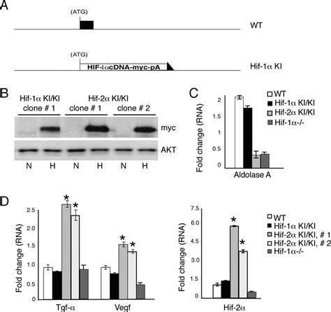 HIF 2α regulates Oct 4 effects of hypoxia on stem cell function