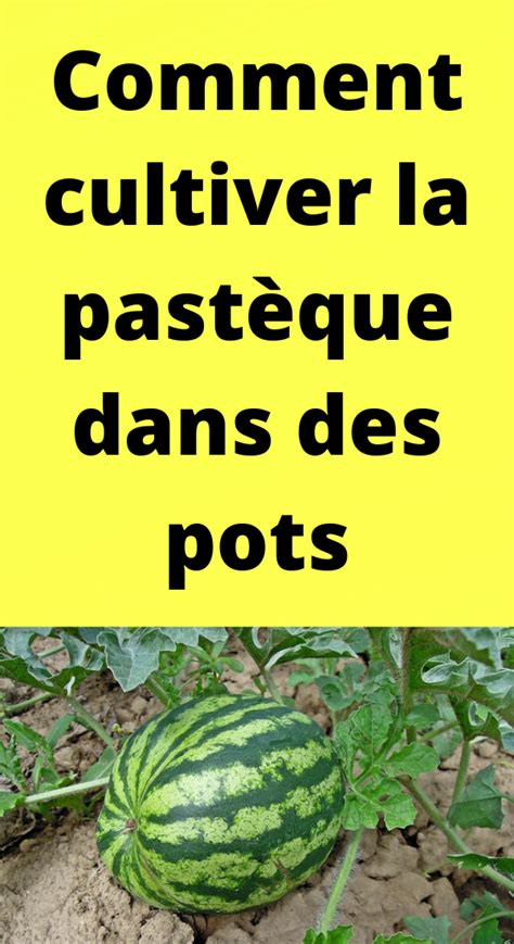 Comment Cultiver La Past Que Dans Des Pots Pasteque Cultiver