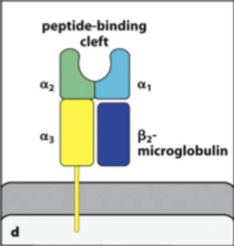 T Cells And Mhc Flashcards Quizlet