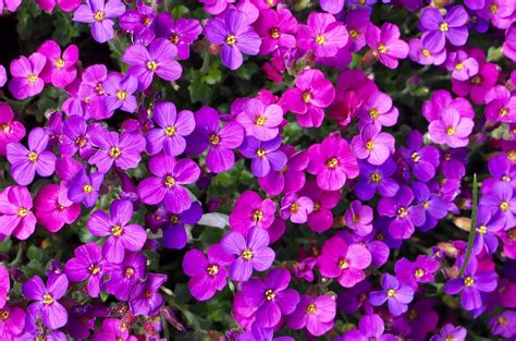 Aubrieta Gloria Riverside Garden Centre