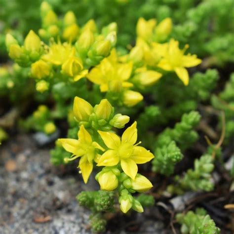 15 Stunning Sedum Plants For Heat And Cold Envisage Scapes