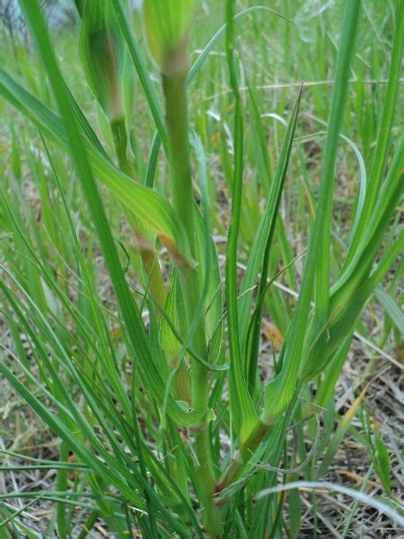 Western Salsify Project Noah