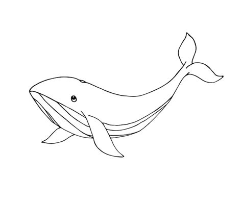 Vector Dibujado A Mano Garabato Dibujo Ballena Vector Premium