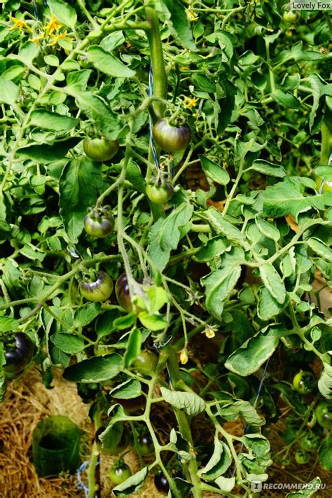 Томат Жаркие угли Сибирский сад - «🍅 Необычные, вкусные, сочные ...